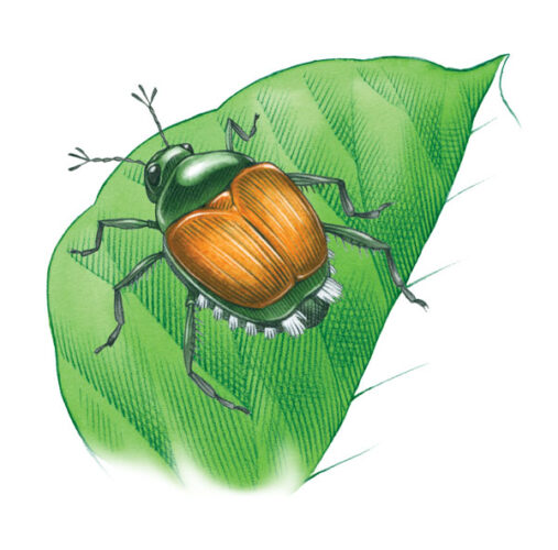 Prevent Japanese Beetle Damage With These Organic Pest Control Tips